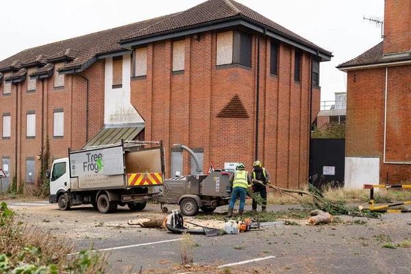 Tree Service Lake Geneva Expert Care for Healthy, Beautiful Trees