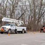 Best Tree Trimming Madison Solutions for Every Season