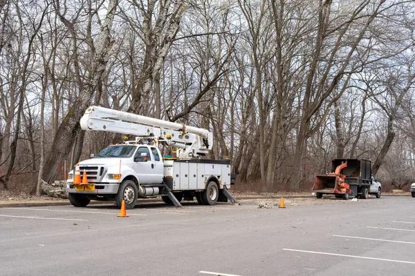 Best Tree Trimming Madison Solutions for Every Season
