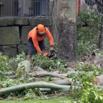 Shelton Tree Service for Safe and Professional Tree Care