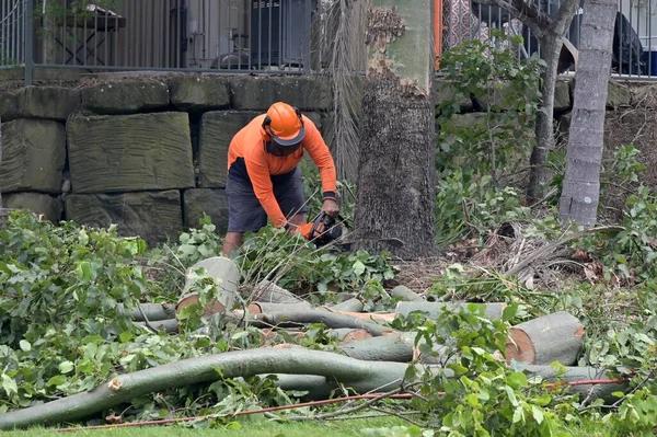 Shelton Tree Service for Safe and Professional Tree Care