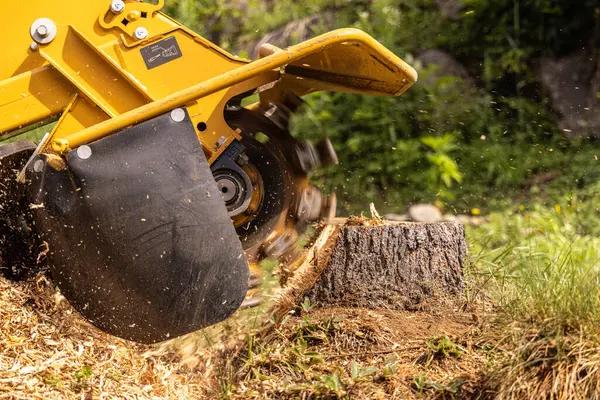 Top Reasons to Remove Tree Stumps Before Building a Fence